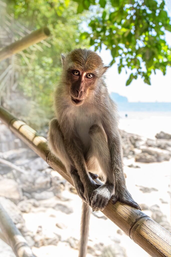 A macaque's selfie led to a copyright fight
